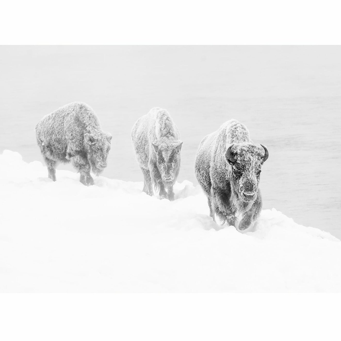Glass picture Bison walking through deep snow 90cm x 150cm Homefactory