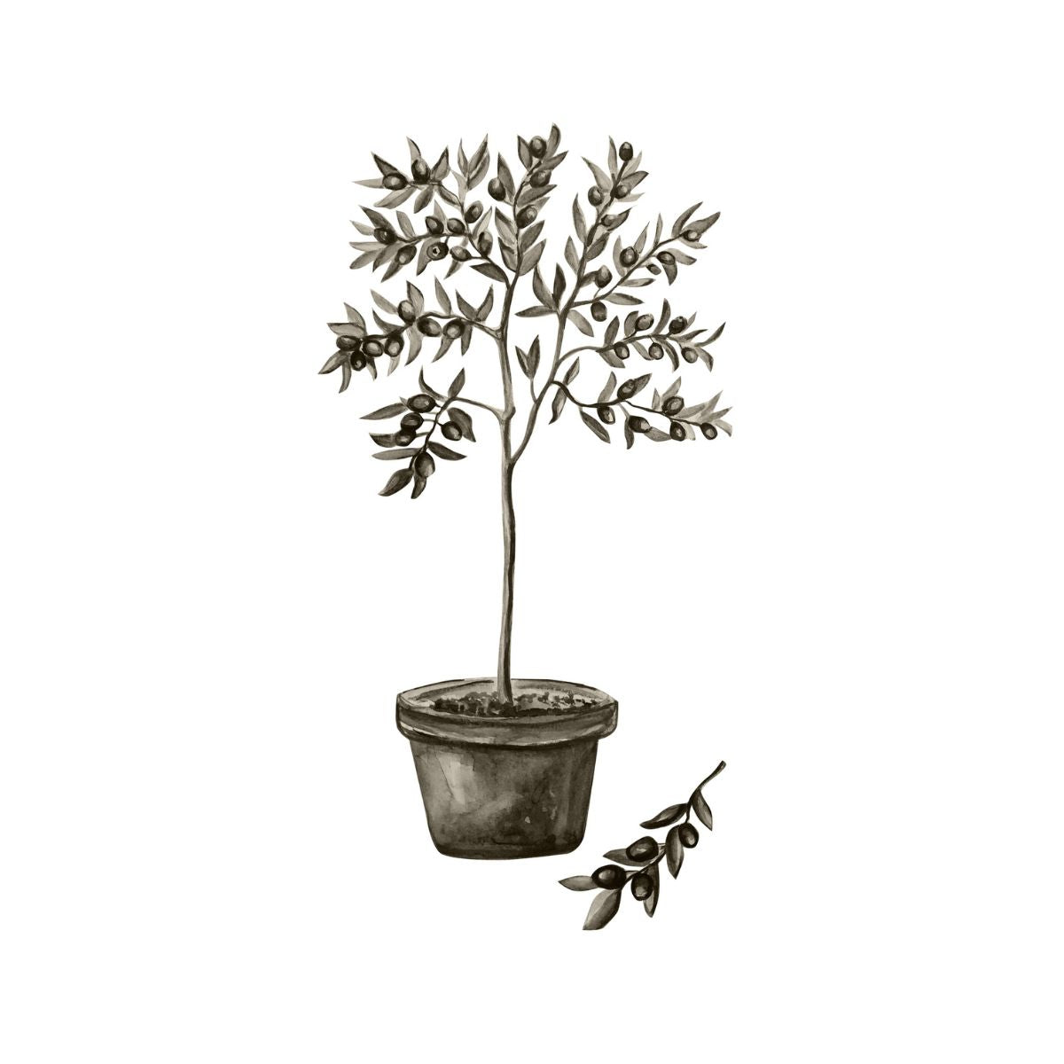 Olive Poster 30x40 Venture Design Pynteartikler