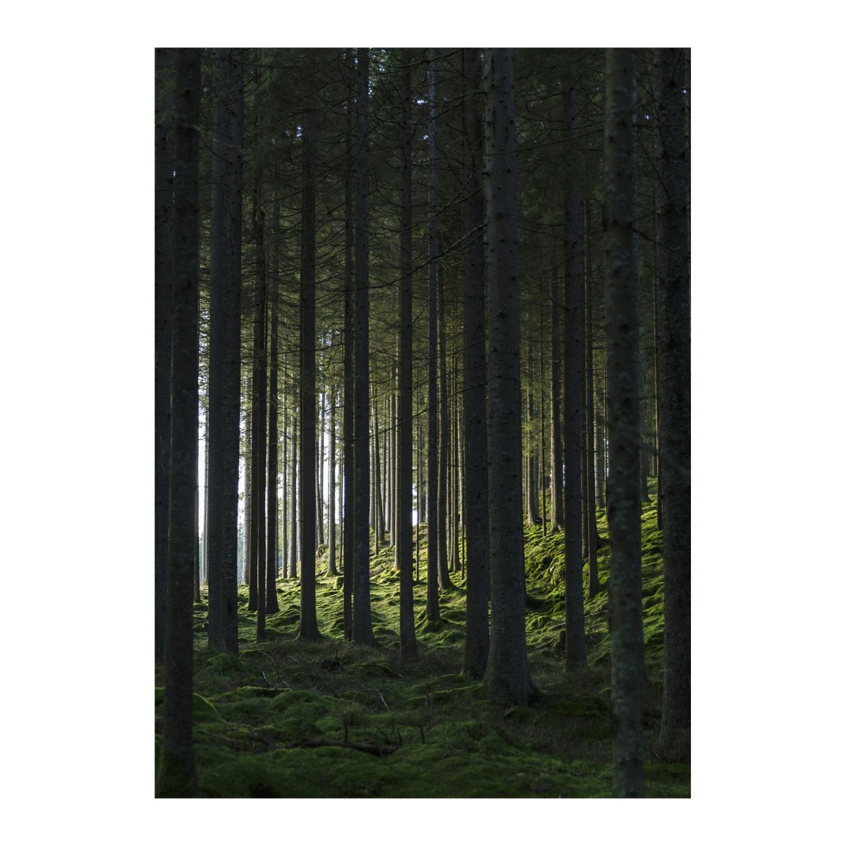 Woods Poster 30x40 Venture Design Pynteartikler