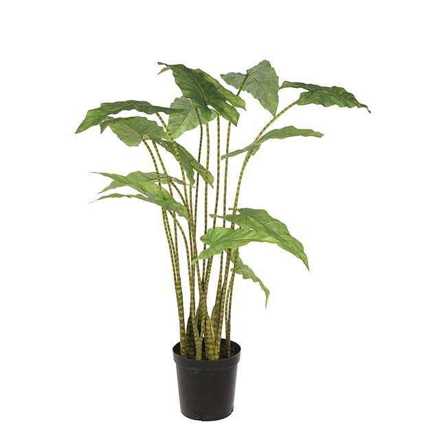 Alocasia Zebrina Mr Plant Kunstig plante