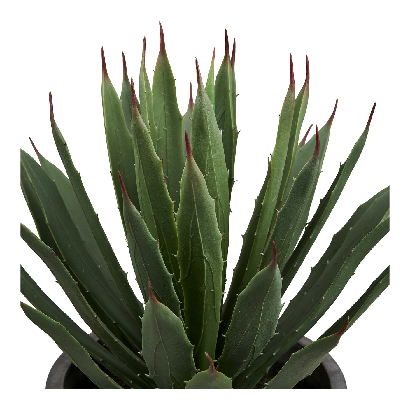 Agave Plante House Nordic Planter