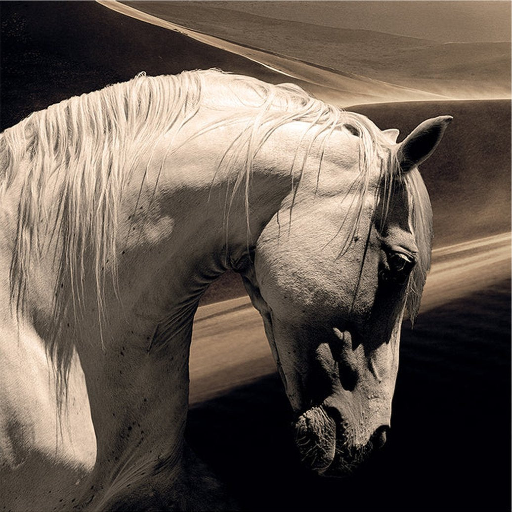 ARABIAN HORSE Artwood Bilde