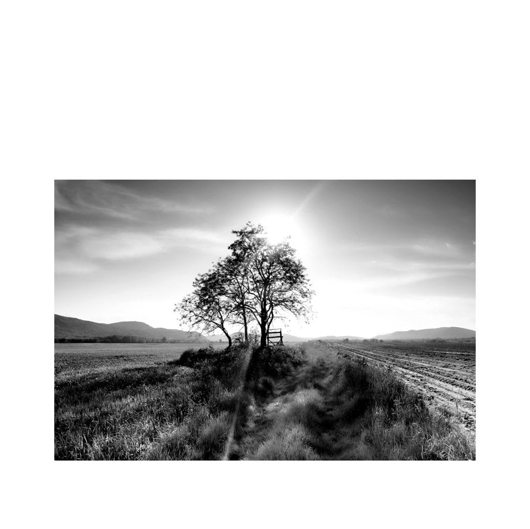 LANDSCAPE TREE Artwood Bilde