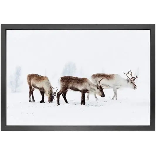 Canvas picture 5cm black frame reindeer Homefactory Bilde