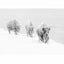 Glass picture Bison walking through deep snow 90cm x 150cm Homefactory 