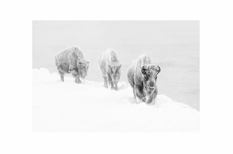Glass picture Bison walking through deep snow 90cm x 150cm Homefactory 