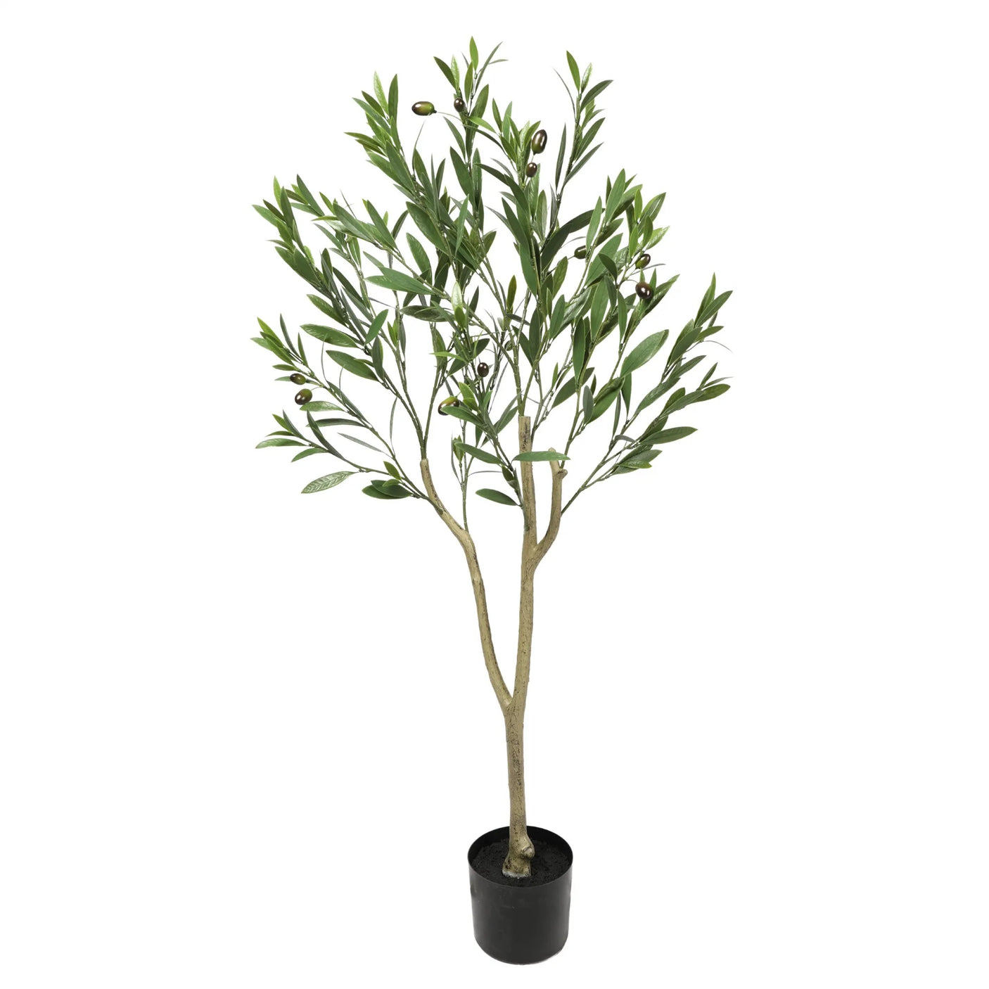 Olive Tree with Leaves