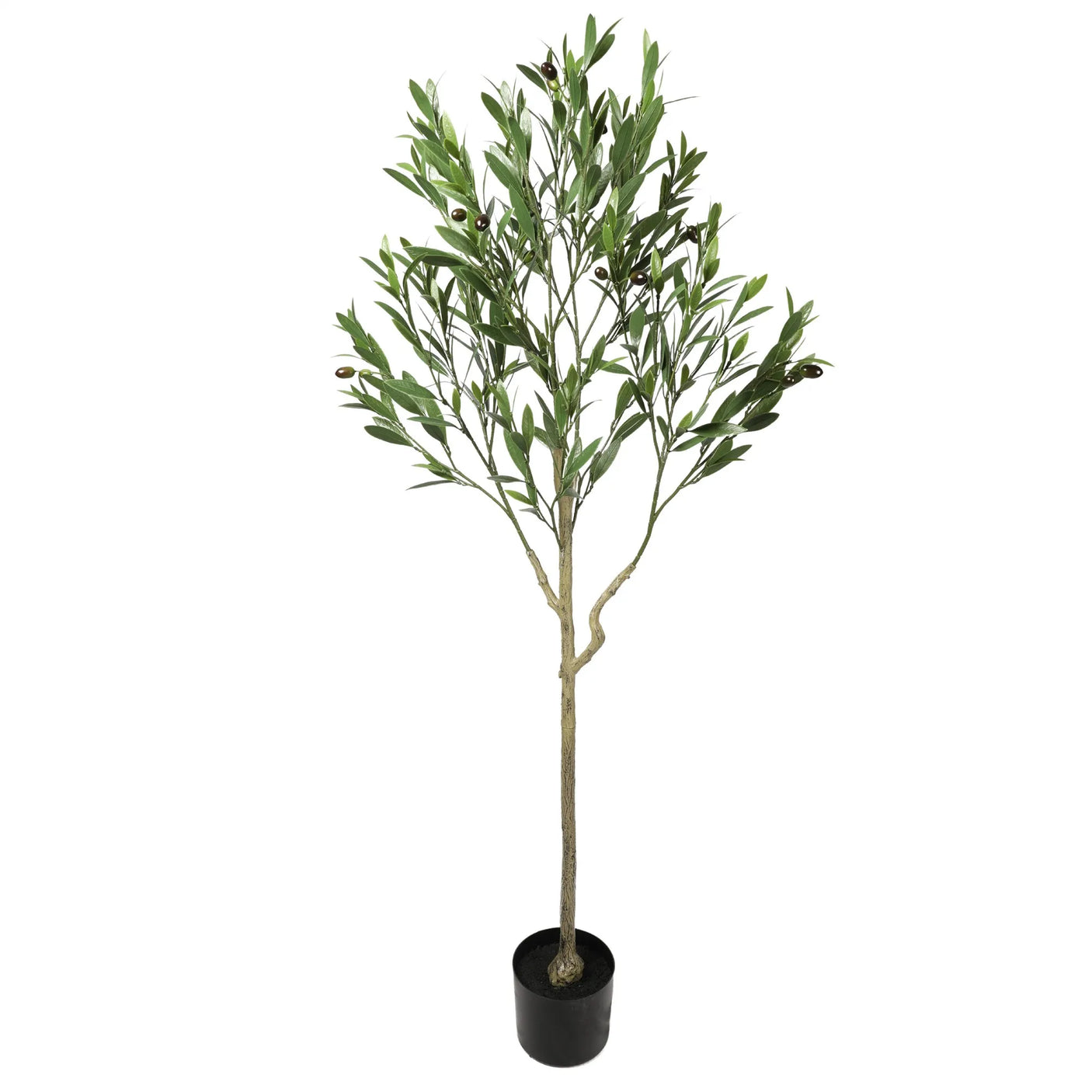 Olive Tree with Leaves