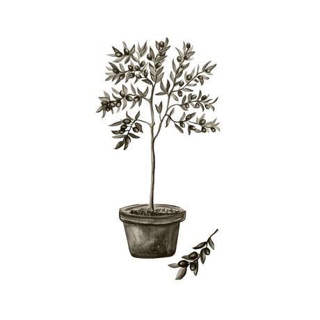 Olive Poster 50x70 Venture Design Pynteartikler