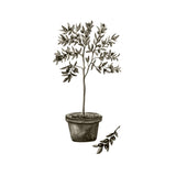 Olive Poster 70x100 Venture Design Pynteartikler
