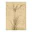 Plant art Poster 50x70 Venture Design Pynteartikler
