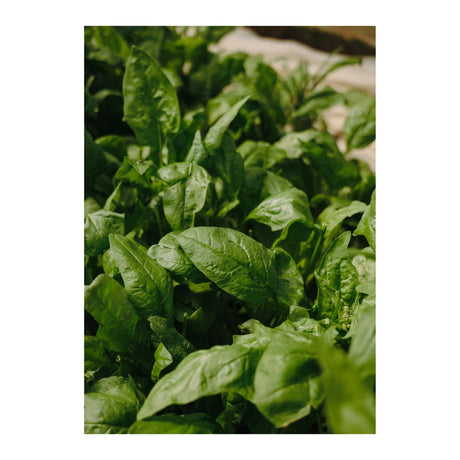 Gree leaf Poster 21x30 Venture Design Pynteartikler