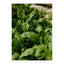 Gree leaf Poster 70x100 Venture Design Pynteartikler
