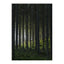 Woods Poster 21x30 Venture Design Pynteartikler