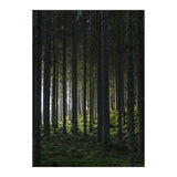 Woods Poster 50x70 Venture Design Pynteartikler