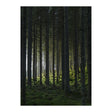 Woods Poster 70x100 Venture Design Pynteartikler