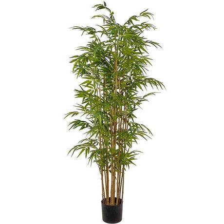 Bambusbusk