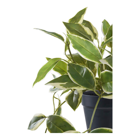 Hoya Carnosa House Nordic Kunstig plante