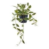Hoya Carnosa House Nordic Kunstig plante