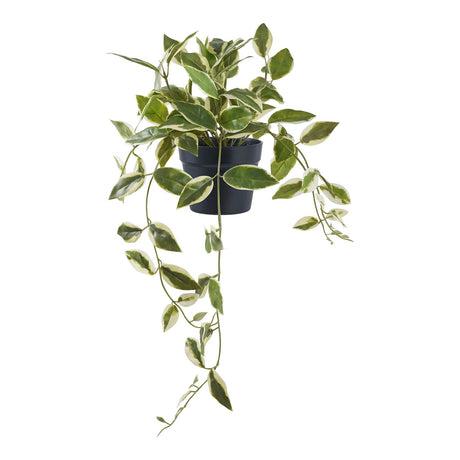 Hoya Carnosa House Nordic Kunstig plante
