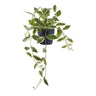 Hoya Carnosa House Nordic Kunstig plante