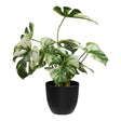 Monstera House Nordic Planter