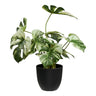 Monstera House Nordic Planter