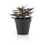 Succulent - 2 By-Boo Kunstig plante
