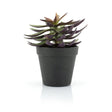 Succulent - 2 By-Boo Kunstig plante