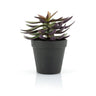 Succulent - 2 By-Boo Kunstig plante