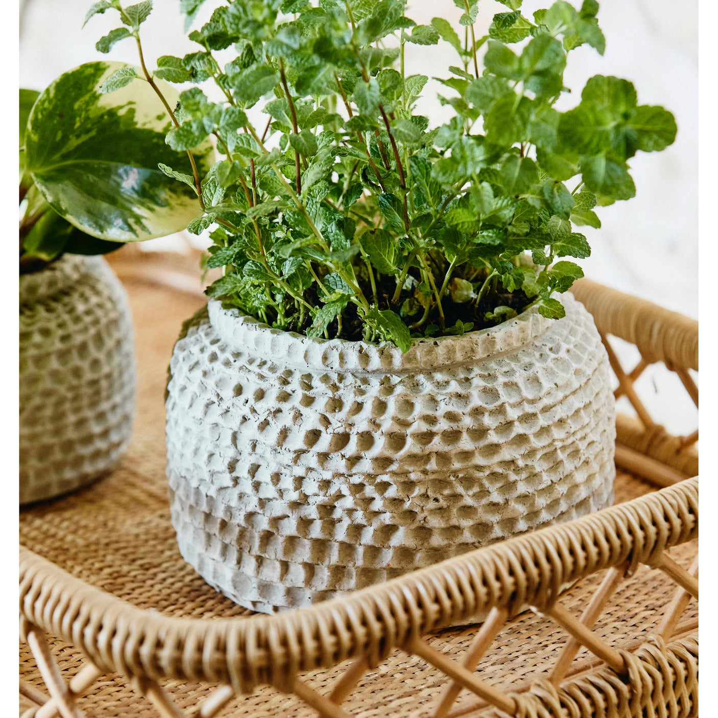 AOBA-krukke i sement, M - hvit Nordal INDOOR POT