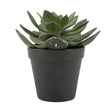 Sukkulent Echeveria 2 By-Boo Kunstig plante