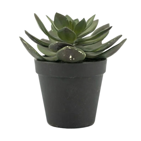Sukkulent Echeveria 2 By-Boo Kunstig plante