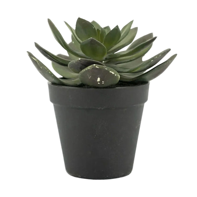 Sukkulent Echeveria 2 By-Boo Kunstig plante