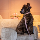 kjæledyrseng Bingo leire chenille Richmond Interiors Pledd
