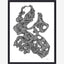 ROCAILLE illustrasjon i blekk med ramme - 40x30 cm - svart/hvit Nordal POSTERS