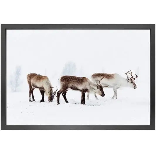 Canvas picture 5cm black frame reindeer Homefactory