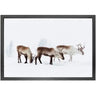 Canvas picture 5cm black frame reindeer Homefactory
