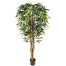 Premium Ficus Tree Homefactory